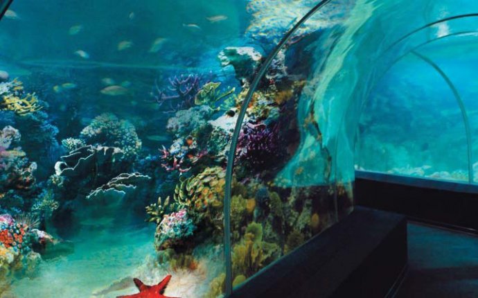 Океанариум Sochi Discovery World Aquarium Сочи